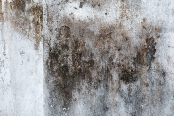 Best Biohazard Mold Removal  in Stanaford, WV