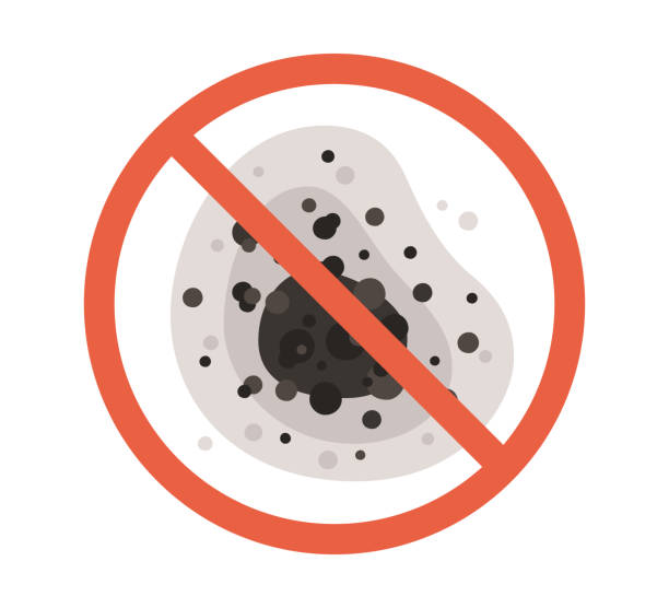 Best Mold Damage Restoration  in Stanaford, WV