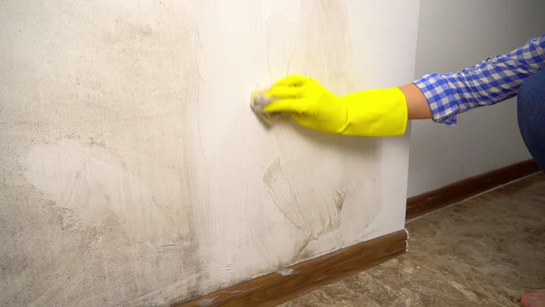 Best Mold Documentation for Insurance Claims  in Stanaford, WV