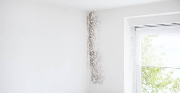 Best Forensic Mold Investigation  in Stanaford, WV