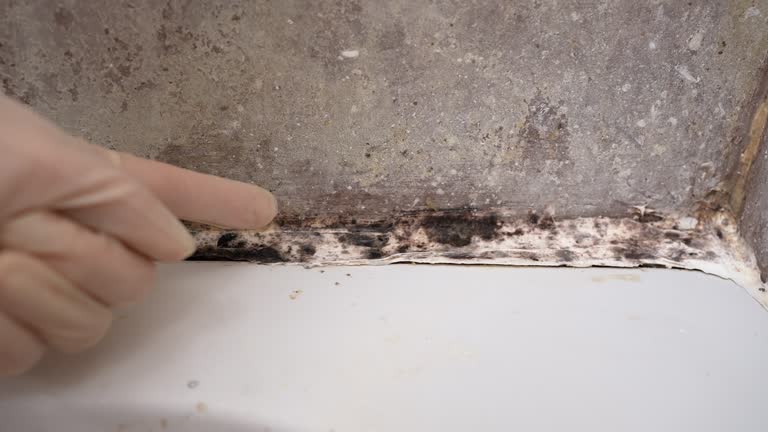 Best Attic Mold Removal  in Stanaford, WV