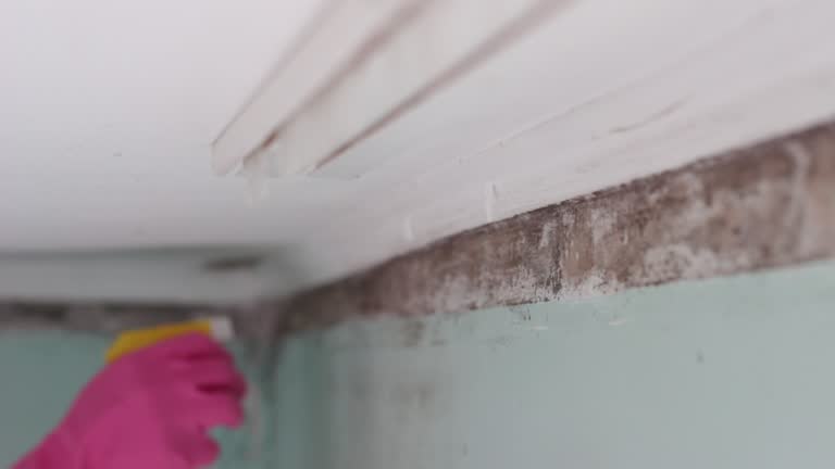 Best Crawl Space Mold Remediation  in Stanaford, WV