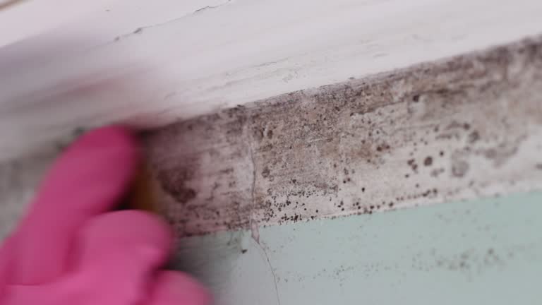 Best HVAC Mold Inspection and Cleaning  in Stanaford, WV